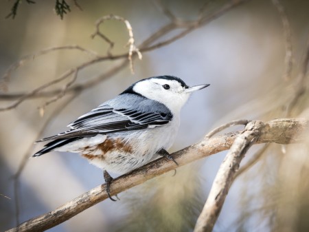 Kowalik karoliński, fot. shutterstock