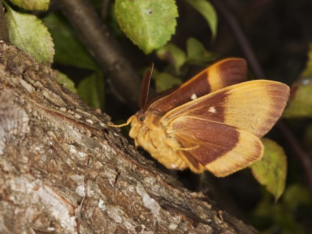 Barczatka dębówka, fot. shutterstock