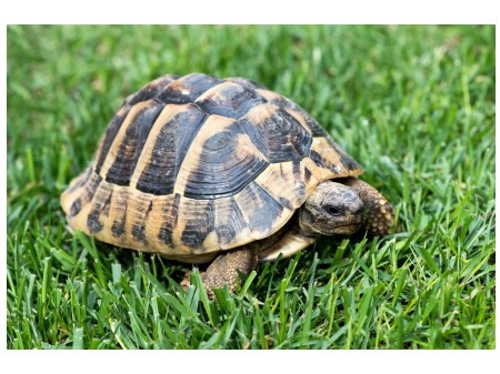 Żółw grecki, fot. shutterstock