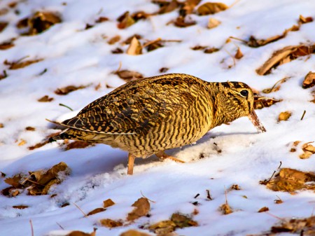 Słonka amerykańska, fot. shutterstock