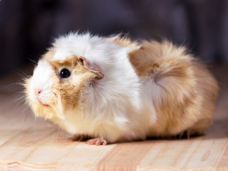 winka Morska Opis Wygl d Wyst powanie winka Morska Opis Wygl d Wyst powanie