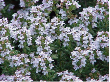Kwiaty macierzanki. By Kurt Stüber [1] [GFDL or CC-BY-SA-3.0], via Wikimedia Commons