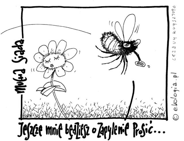 Autor: Cezary Krzysztopa.