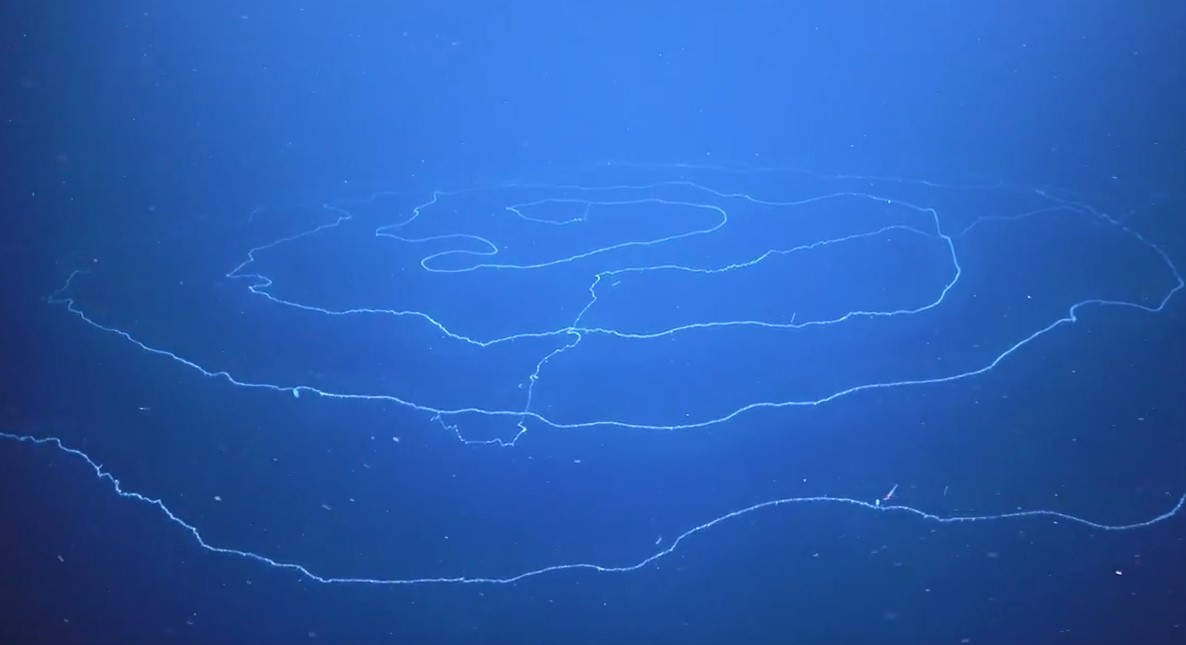 Zdjęcie: dzięki uprzejmości Schmidt Ocean Institutes (chmidtocean.org)