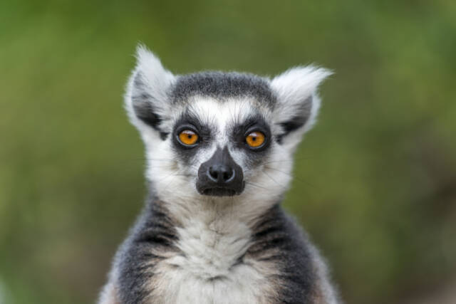 Lemury uważane są za jedne z pierwszych naczelnych na świecie. Fot. RichartPhotos/Shutterstock