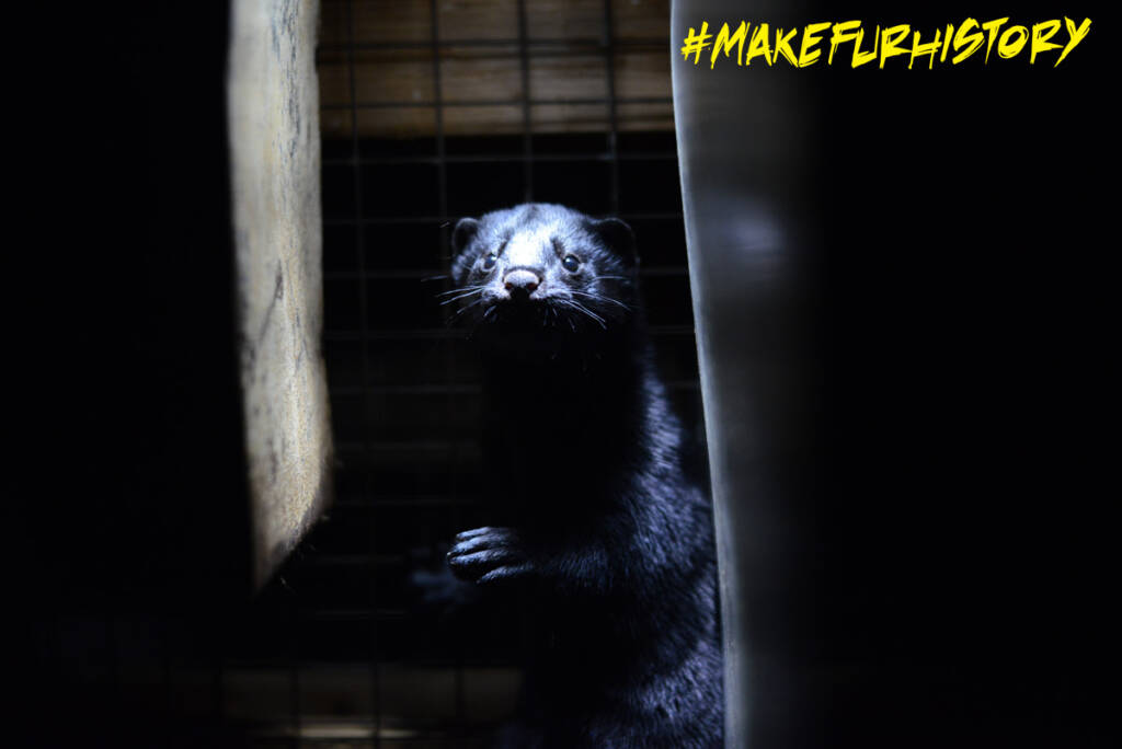 https://makefurhistory.com