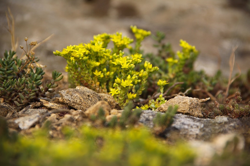 Kwitnące na żółto niskie rozchodniki są pięknym urozmaiceniem skalnych ogrodów; źródło: pixabay.com