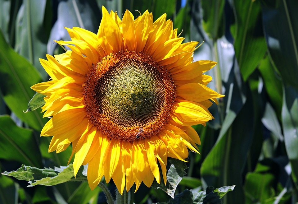 Słonecznik jadalny; źródło: pixabay.com