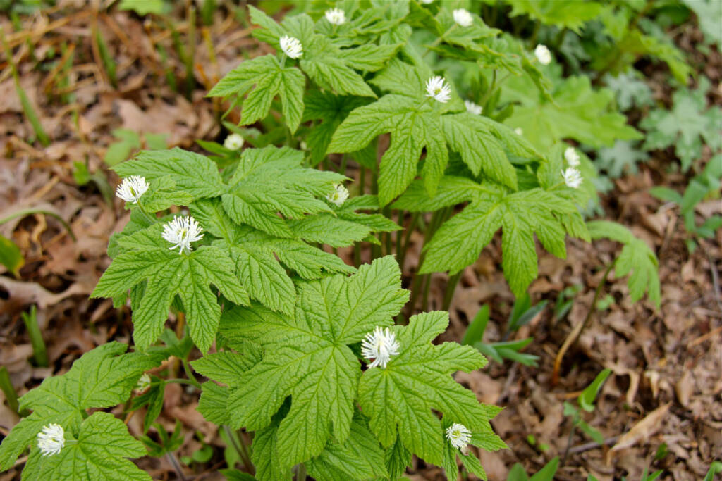 Gorzknik kanadyjski w stanie dzikim w okresie kwitnienia; źródło: virginiawildflowers.org