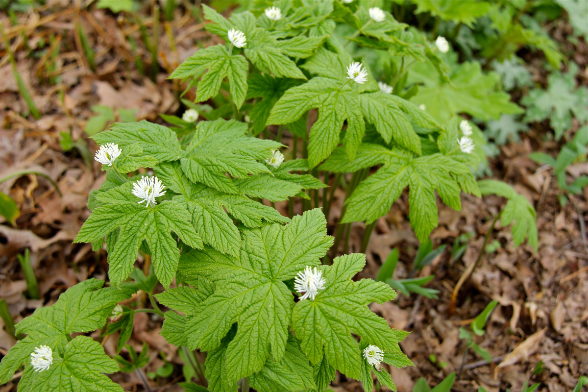 Gorzknik kanadyjski w stanie dzikim w okresie kwitnienia; źródło: virginiawildflowers.org