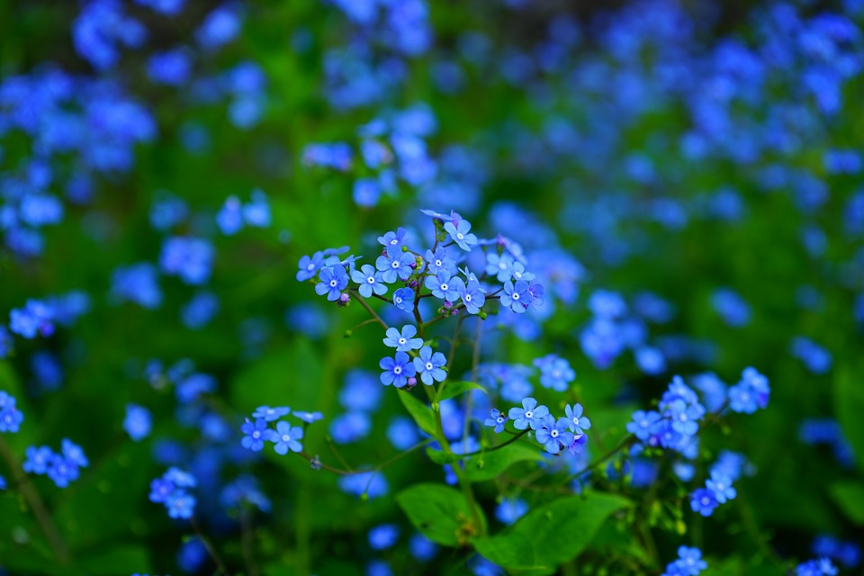 Brunera wielkolistna – podobne do niezapominajek kwiaty, które zdobią zacienione zakątki ogrodu; źródło: pixabay.com