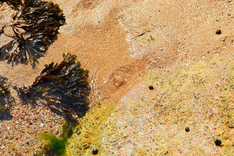 Morszczyn na brzegu morza; źródło: pixabay.com