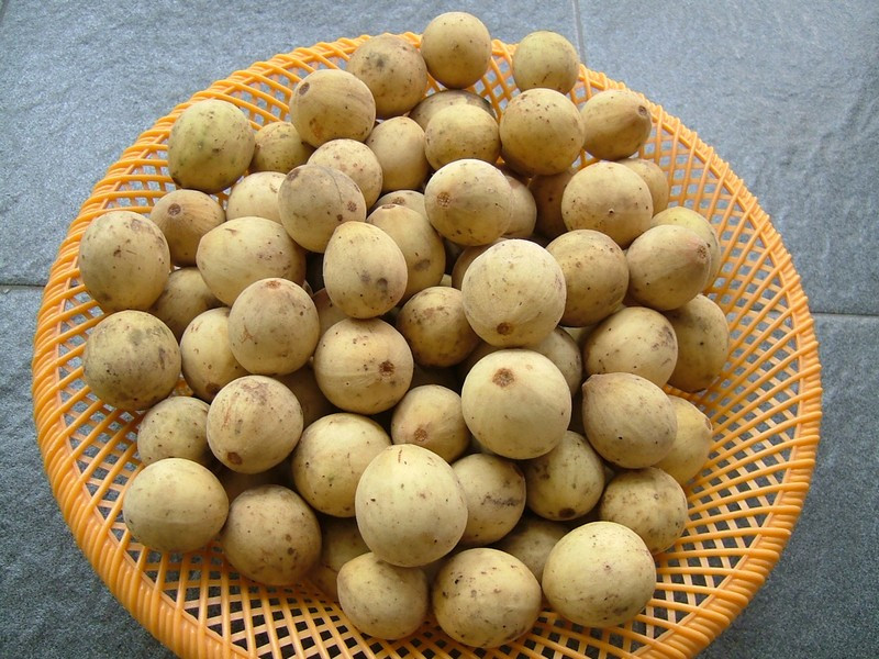 Owoce słodliwki w skórce; źródło: Wikimedia Commons