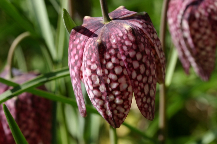 Fritillaria meleagris, czyli szachownica kostkowata – kwiaty w zbliżeniu; źródło: Wikimedia Commons