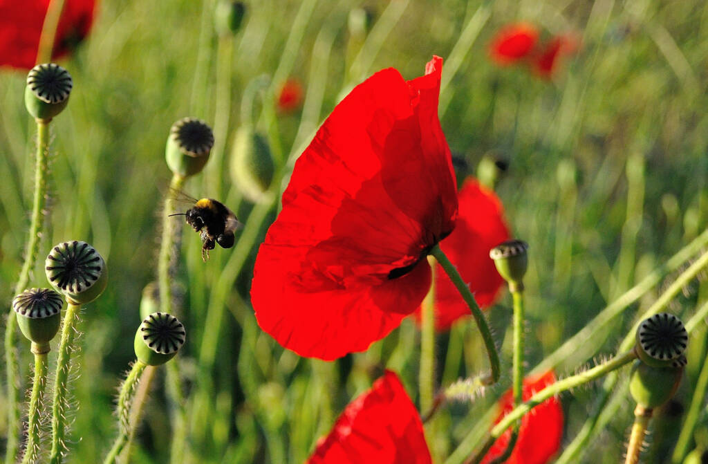 Kwait maku, fot. pixabay.com