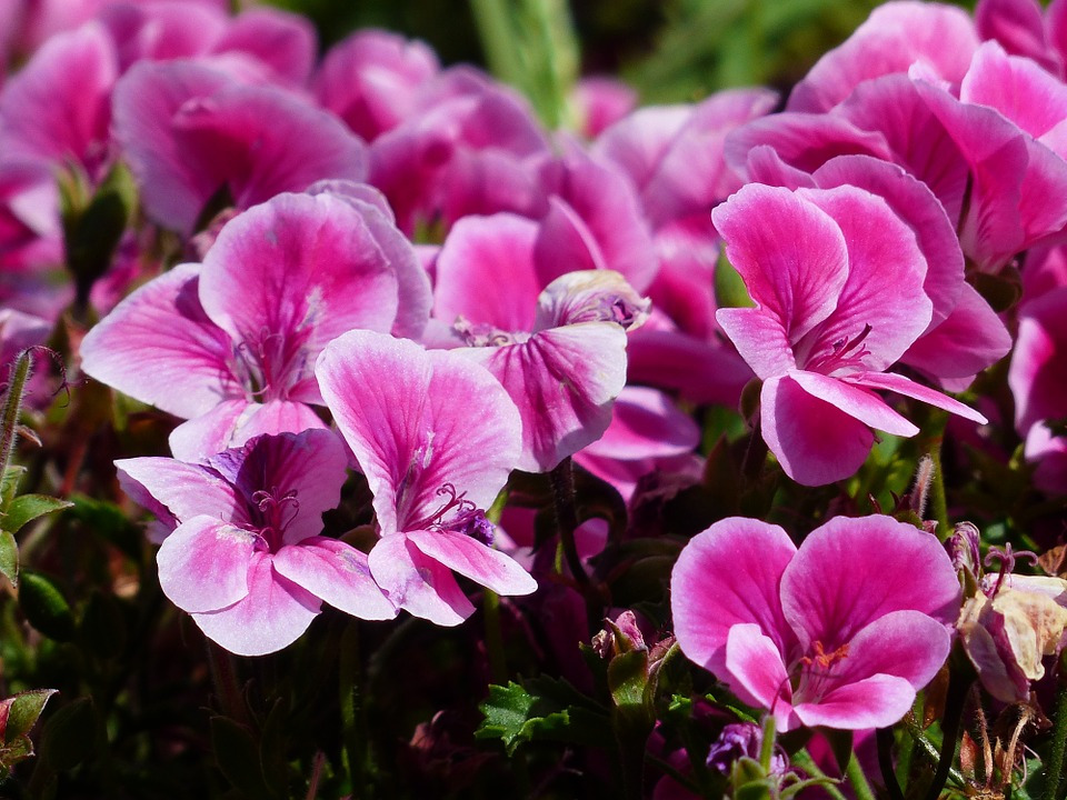 Pelargonia rabatowa; źródło: pixabay.com