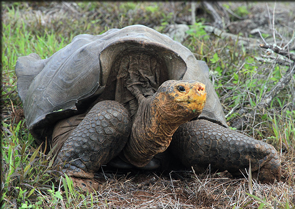 Gigantyczne żółwie słoniowe (Chelonoidis nigra) Źródło: James P. Gibbs, SUNY-ESF