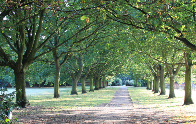 Liście są doskonałym wskaźnikiem zanieczyszczeń powietrza