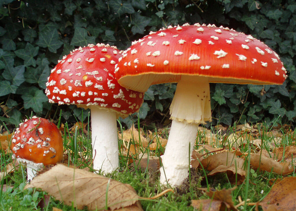 By Amanita_muscaria_3_vliegenzwammen_op_rij.jpg: Onderwijsgekderivative work: Ak ccm [CC BY-SA 3.0 nl], via Wikimedia Commons