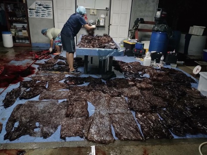 Grindwal zmarł po połknięciu 80 plastikowych worków. Źródło: www.dmcr.go.th