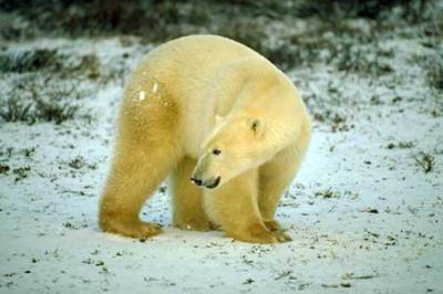 Niedźwiedź polarny, Polar Bear, Ursus maritimus