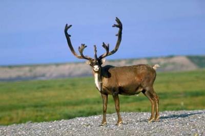 Karibu,Rangifer tarandus caribou,reindeer