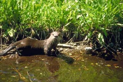 Wydra kanadyjska, Lontra canadensis, North American River Otter