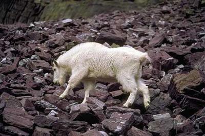 Kozioł śnieżny, Oreamnos americanus, Mountain Goat