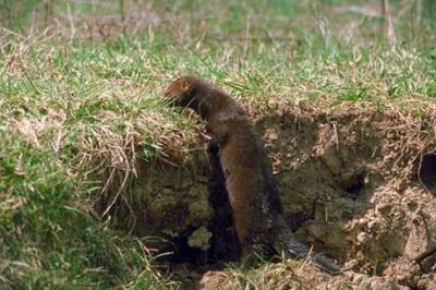 Norka amerykańska, Mustela vison, American Mink