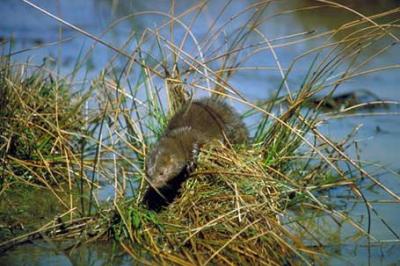 Norka amerykańska, Mustela vison, American Mink