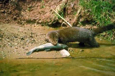 Norka amerykańska, Mustela vison, American Mink