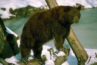 Niedźwiedź brunatny, Ursus arctos, brown bear