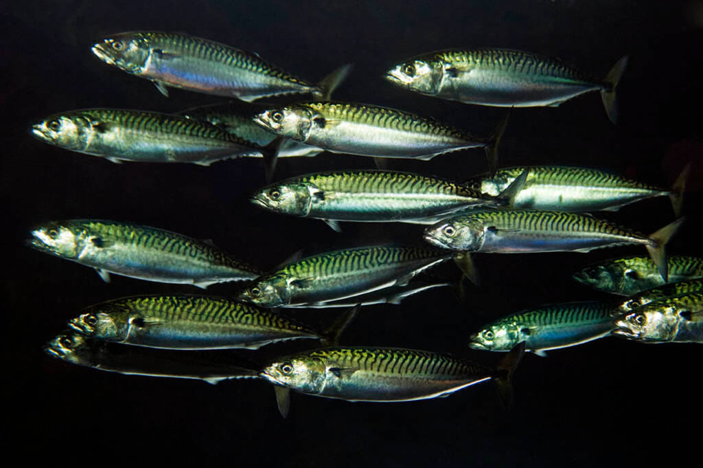 OCEAN2012/Magnus Lundgren