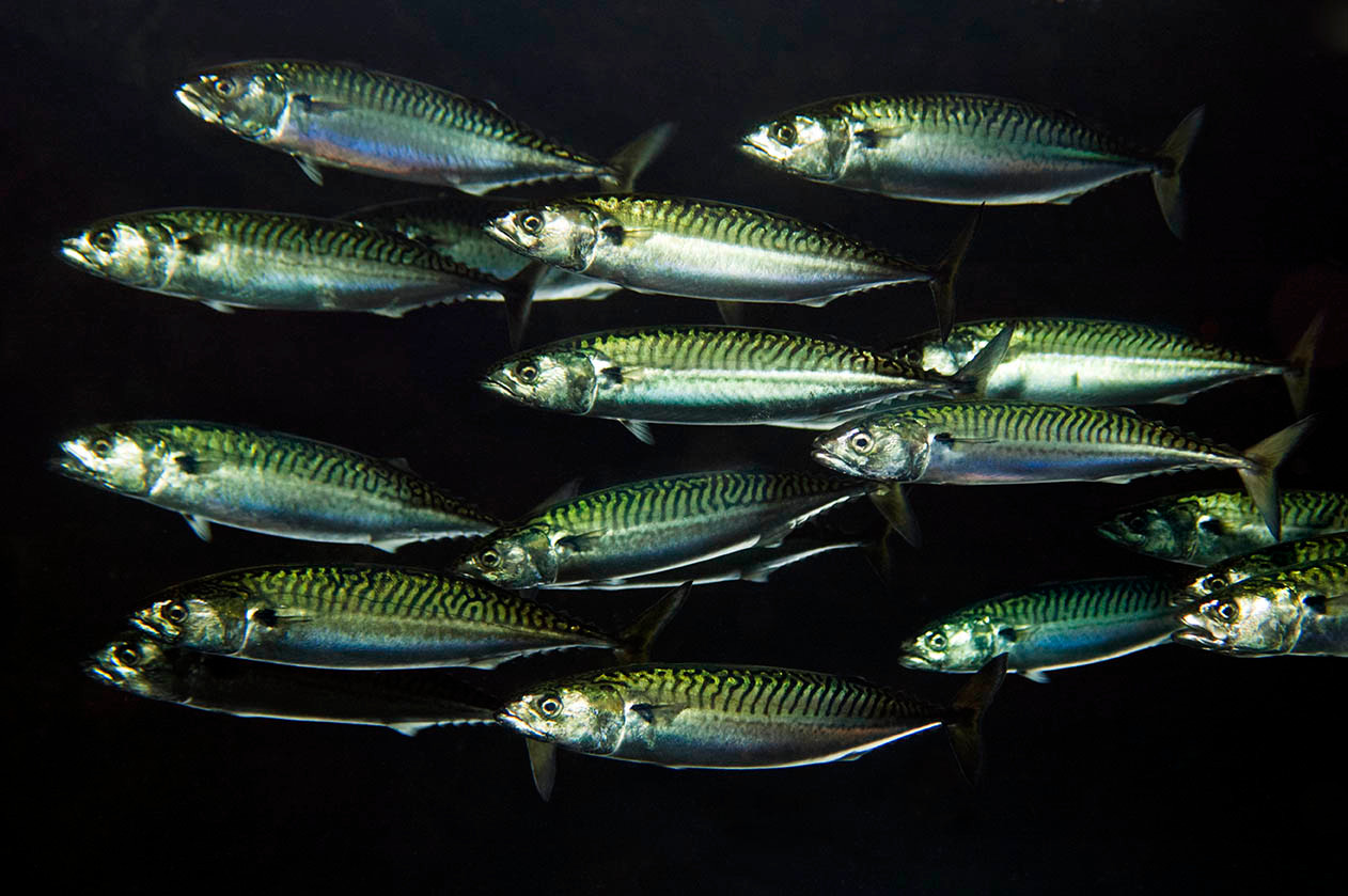 OCEAN2012/Magnus Lundgren