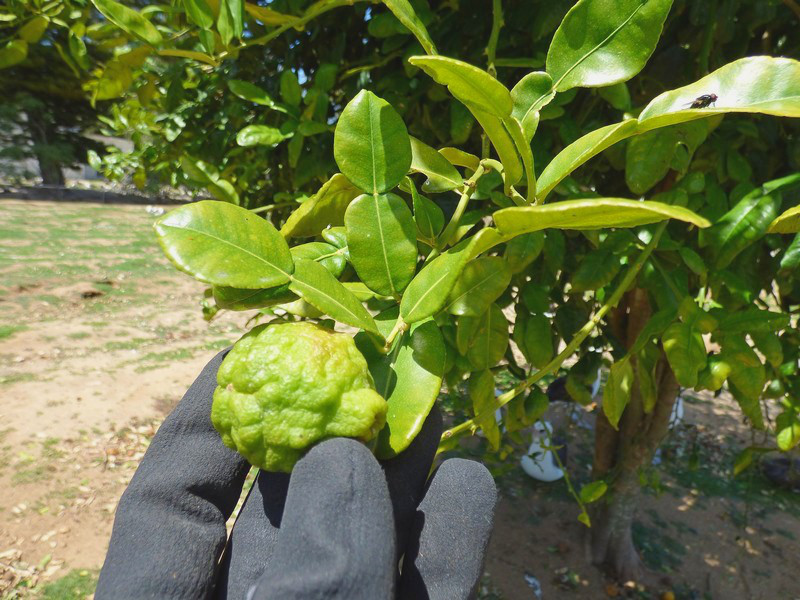 Limonka kaffir na drzewie; źródło: Wikipedia