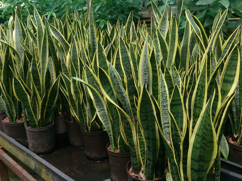 Wężownica gwinejska „Laurentii” (Sansevieria trifasciata); źródło: Wikimedia Commons