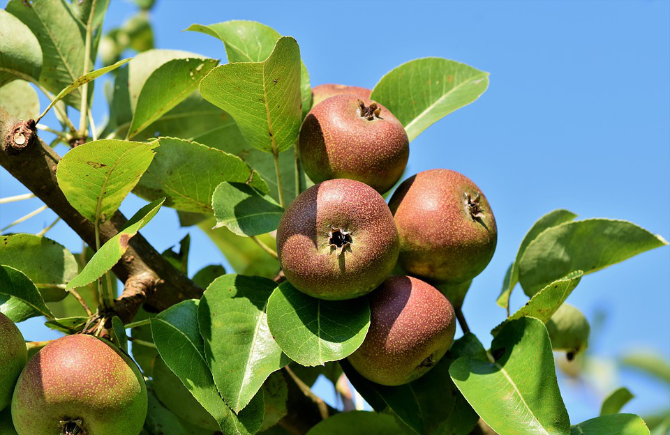 Jabłoń – jedno z wielu drzew owocowych, które poddaje się szczepieniu; źródło: pixabay.com