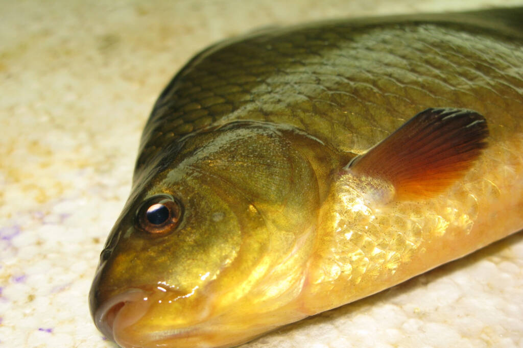Fot. 1.Daniel Żarski. Portret