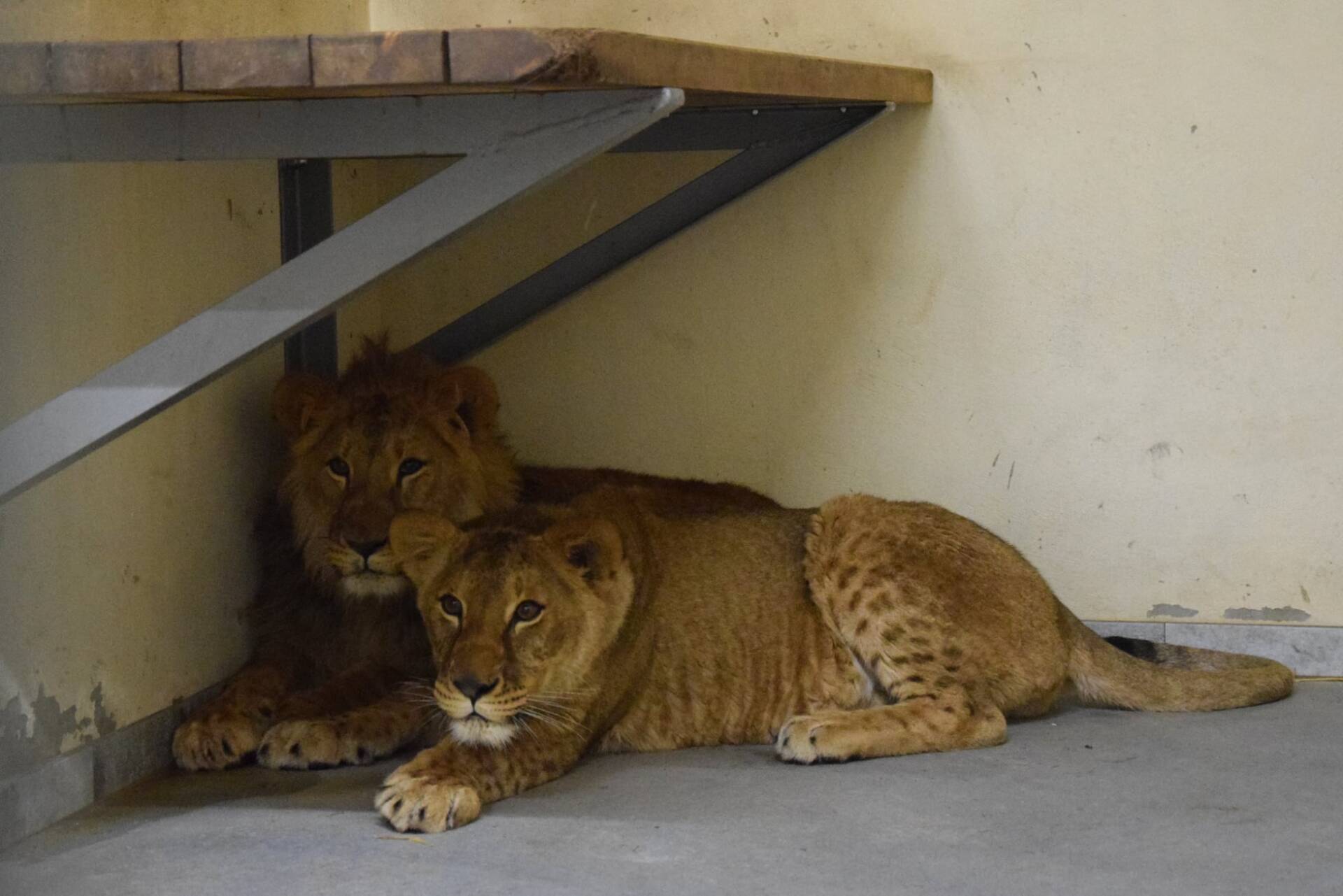 Fot. Zoo Poznań/Facebook