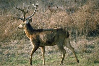 Jeleń szlachetny,Cervus elaphus,Red Deer