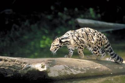 Pantera mglista,Neofelis nebulosa,Clouded Leopard