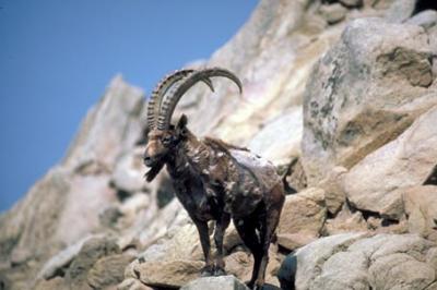 Koziorożec syberyjski, Capra ibex sibirica, Siberian Ibex