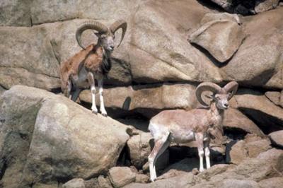 Urial, Ovis orientalis, mouflon