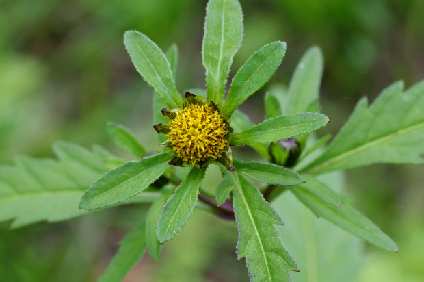 By Christian Fischer, CC BY-SA 3.0, https://commons.wikimedia.org/w/index.php?curid=11330343