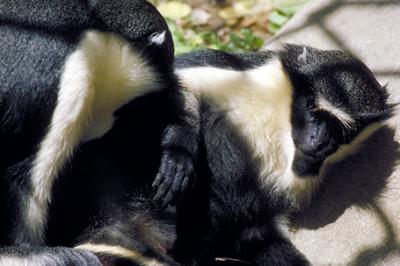 Koczkodan diana, Cercopithecus diana, Diana Monkey