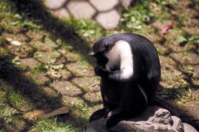 Koczkodan diana, Cercopithecus diana, Diana Monkey
