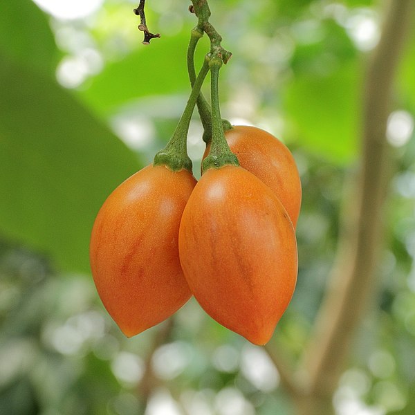 Tamarillo - właściwości, przepisy