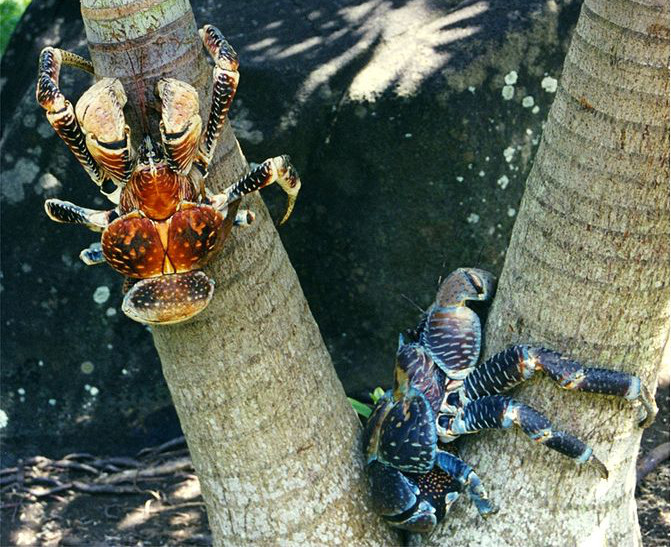 Krab palmowy. By Brocken Inaglory (English wikipedia) [GFDL or CC BY-SA 3.0], via Wikimedia Commons
