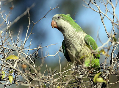 Mnicha nizinna. By Luis Argerich (originally posted to Flickr as Birds from Temaiken) [CC BY 2.0], via Wikimedia Commons