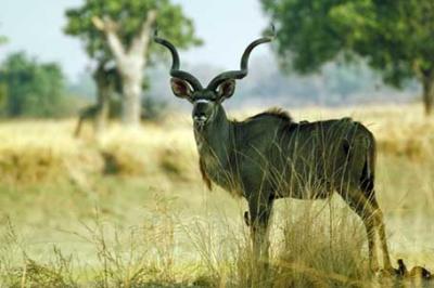 Kudu wielkie, Tragelaphus strepsiceros, Greater Kudu